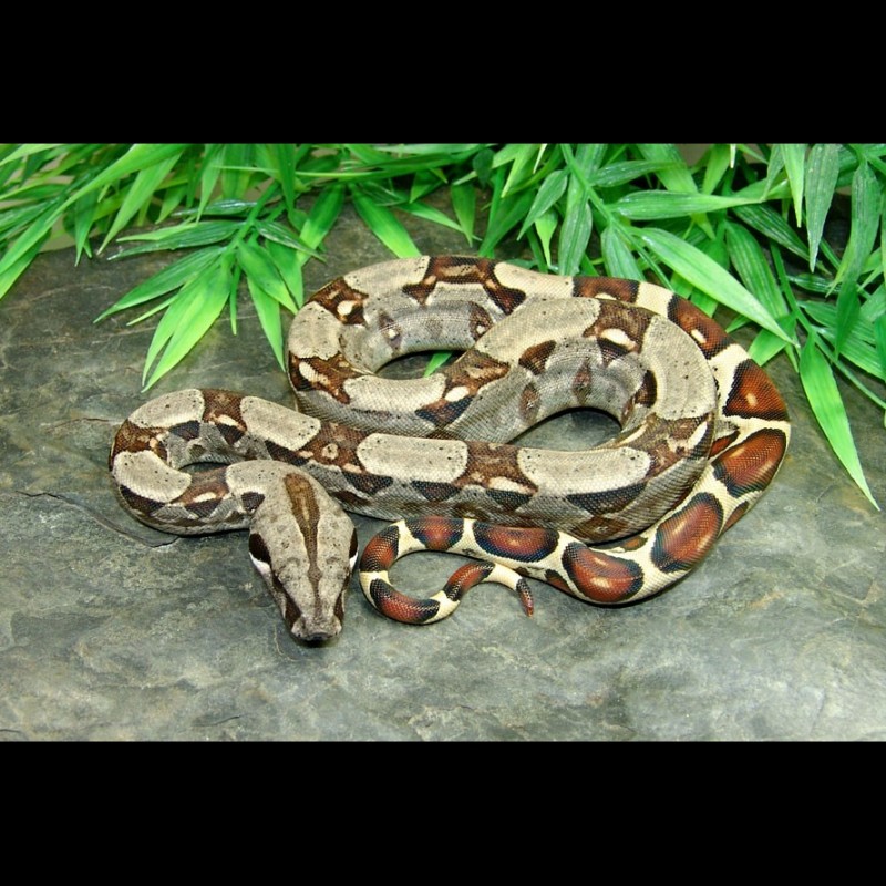 red tail boa constrictor