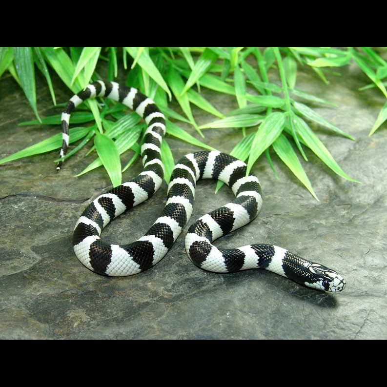 50/50 Banded California Kingsnake For Sale - Imperial Reptiles – IMPERIAL  REPTILES & EXOTICS