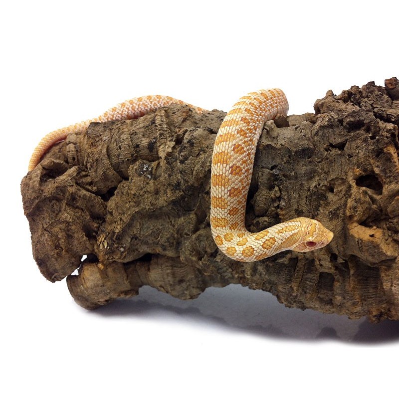 albino western hognose snake