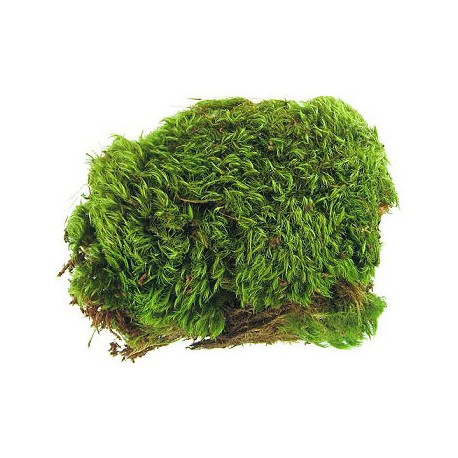 Background of fresh and green pillow moss, or frog moss on the