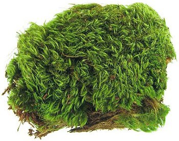 Zoo Med Frog Moss, 80 Cubic-Inches