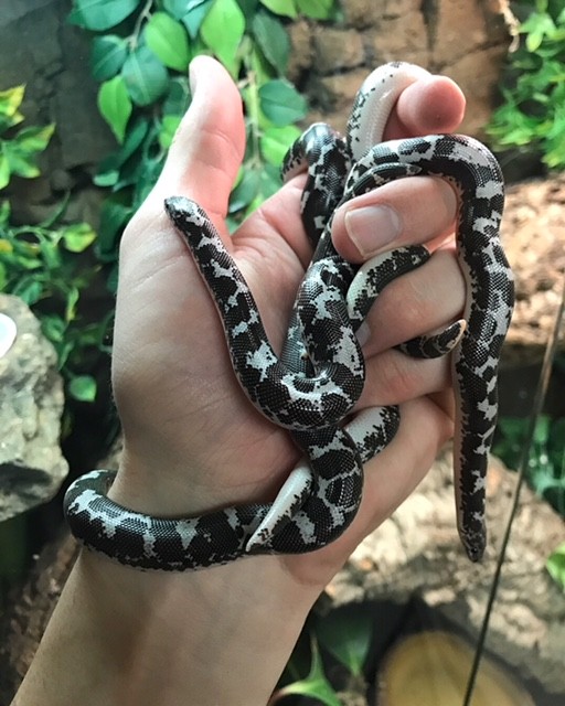 Anery Kenyan Sand Boas (Eryx colubrinus loveridgei)