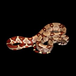 Colombian Red-Tailed Boa Constrictor