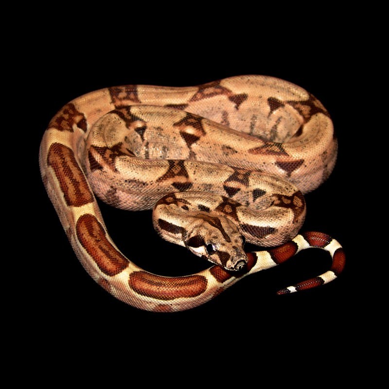 red and white boa constrictor