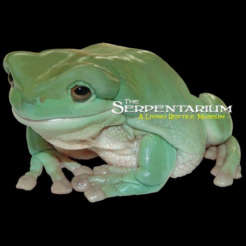 White Tree Frog Figurine, Australian Green Tree Frog 8cm Lengt