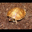 Three-toed Box Turtles (Terrapene carolina triunguis)